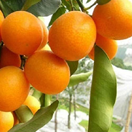 Saterkali Orangenbaum-Samen, 20 Stück Orangenbaum-Samen, Garten, Balkon, Topf, Bonsai, Zwergobstpflanzen Orangensamen# von Saterkali