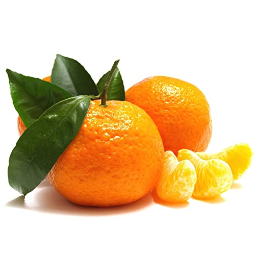 Saterkali Orangenbaum-Samen, 50 Stück, Orangenbaum-Samen, Topffrüchte, Kumquat, Mandarine, Zitrusfrüchte, Garten- und Hofdekoration 50 Stück von Saterkali