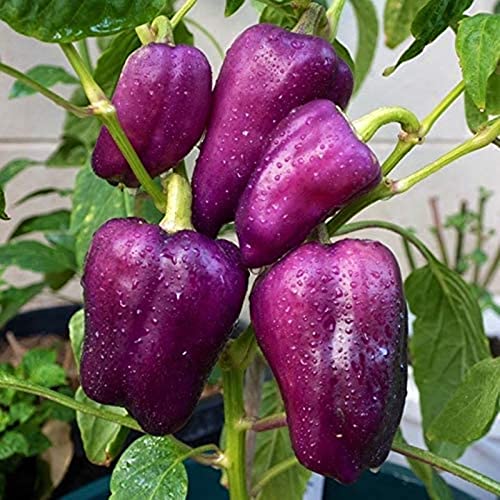 Saterkali Paprika-Samen, 100 Stück/Beutel Paprika-Samen, produktiv, produktiv, lila, gut angepasste Vollsonne-Samen für den Hof Purple von Saterkali