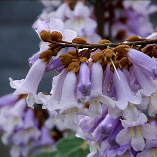 Saterkali Paulownia Elongata-Samen, 100 Stück Paulownia Elongata-Samen Wald schnell wachsende Baum-Hausgartenpflanze Paulownia-Samen von Saterkali