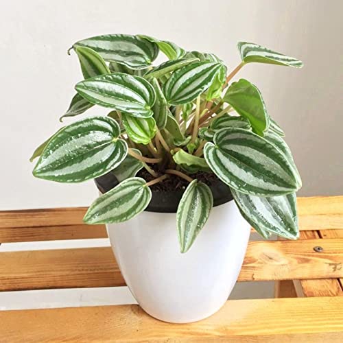 Saterkali Peperomia Sandersii-Samen, 50 Stück/Beutel Peperomia Sandersii-Samen, immergrün, voller Vitalität, verwurzelt, einfache Pflanze, attraktive Bonsai-Samen für den Balkon Wassermelonen-Pep von Saterkali