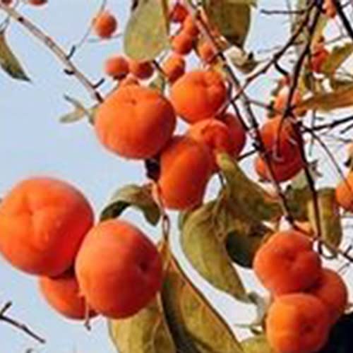 Saterkali Persimmon-Samen, 30 Stück/Beutel, Fruchtsamen, köstliche, einfach zu pflanzende Persimmon-Pflanzen-Blumensamen für den Außenbereich Persimone-Samen von Saterkali