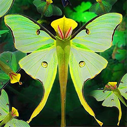 Saterkali Phalaenopsis-Orchideensamen, 100 Stück, Phalaenopsis-Orchideensamen, Bonsai-Schmetterlingsblume, Zimmergartenpflanze Samen der Phalaenopsis-Orchidee von Saterkali