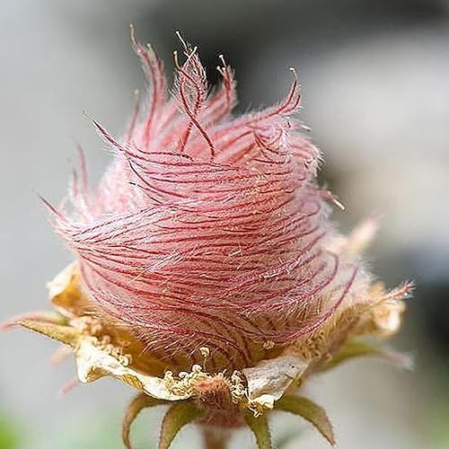 Saterkali Prairie Smoke-Samen für die Gartenbepflanzung, 40 Stück/Beutel, Prairie Smoke-Samen, hohe Keimfähigkeit, verschönernd, starke Vitalität, pflegeleicht, Blumenpflanzensamen, Gartenbedarf von Saterkali