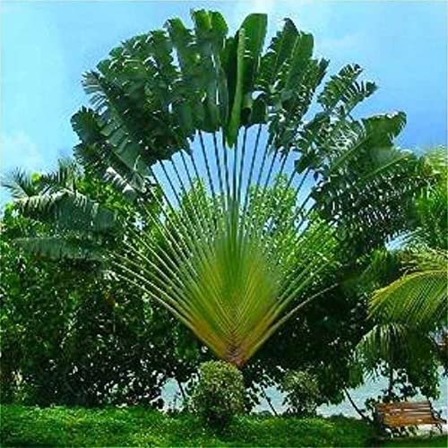 Saterkali Ravenala Madagascariensis Samen, 100 Stück Ravenala Madagascariensis Samen Mehrjährige Pflanze Garten Hof Dachdekoration Ravenala Madagascariensis-Samen von Saterkali