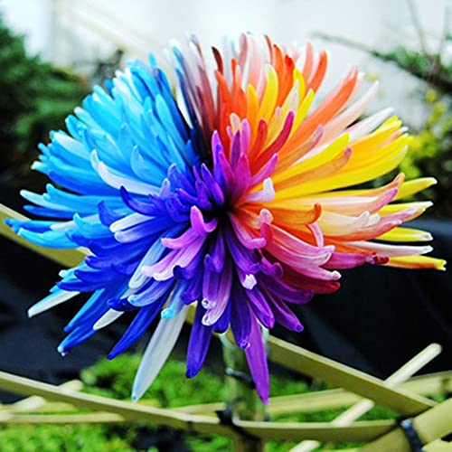 Saterkali Regenbogen-Chrysantheme-Samen, 100 Stück, seltene Regenbogen-Chrysantheme, Blumensamen, Garten-Bonsai, mehrjährige Pflanze Regenbogen-Chrysantheme-Samen von Saterkali