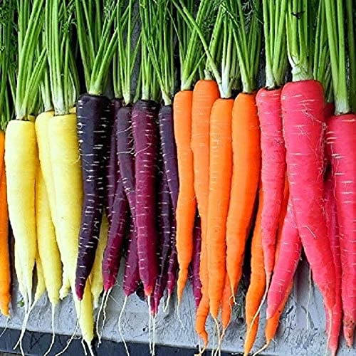 Saterkali Regenbogen-Karotten-Samen, 800 Stück nahrhafte gemischte Regenbogen-Karotten-Samen, einfach zu züchten, Gemüsegartenpflanze Karottensamen von Saterkali