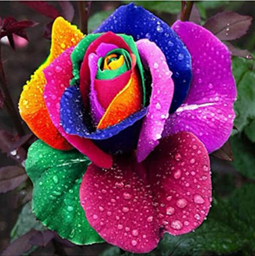 Saterkali Regenbogen-Rosen-Samen, 200 Stück/Beutel, Regenbogen-Rosen-Samen, schöne schnelle Keimungssamen, Blumentopf-Bonsai-Samen für den Haushalt Rosensamen von Saterkali