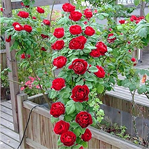 Saterkali Rosa Multiflora-Samen, 50 Stück Rosa Multiflora-Samen für Garten, Hof, Zaun, Kletterrose, Blumenpflanze, Dekor Rot von Saterkali