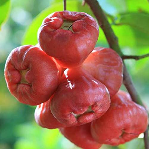 Saterkali Rosenäpfel-Samen, 50 Stück, köstliche Rosenäpfel-Samen, Bonsai-Frucht, Heimwerker, Garten, Hof, Pflanzendekoration Rosenapfel Samen von Saterkali