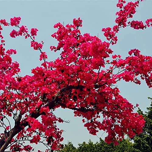 Saterkali Rote Bougainvillea Blumensamen, 20 Stück Rote Bougainvillea Blumensamen Zierpflanze Garten Hof Dekoration Rote Bougainvillea-Samen von Saterkali