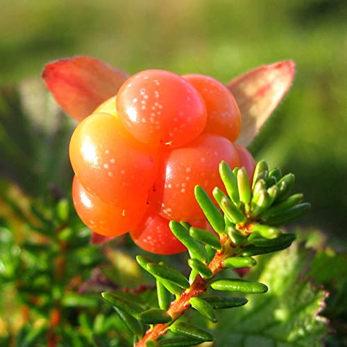 Saterkali Rubus Chamaemorus-Fruchtsamen, 50 Stück/Beutel Samen Umweltfreundliche, schnell wachsende, frische Rubus Chamaemorus-Fruchtsamen für zu Hause Samen von Saterkali