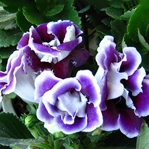 Saterkali Saintpaulia Ionantha Usambaraveilchen Samen, 100 Stück Saintpaulia Ionantha Usambaraveilchen Samen Schöne Blumengartenpflanze Violett von Saterkali