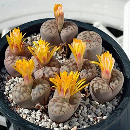 Saterkali Seltene Mischung von Lithops-Samen, 100 Stück, seltene Mischung von Lithops-Samen, lebende Steine, saftiger Kaktus, gesunde Massensamen von Saterkali