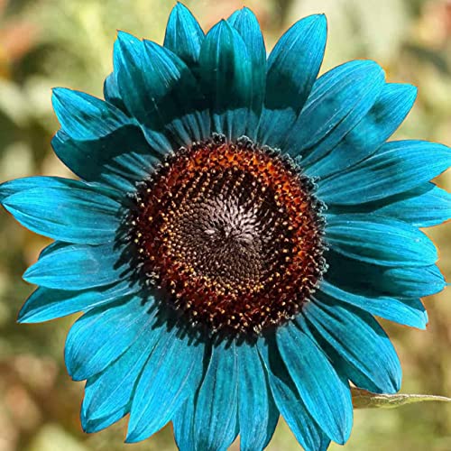 Saterkali Sonnenblumenkerne, 50 Stück/Beutel Sonnenblumenkerne Pflanze im Frühling Sonnenschein bevorzugen blaue Blumen Sonnenblumenkerne für den Balkon Sonnenblumenkerne von Saterkali