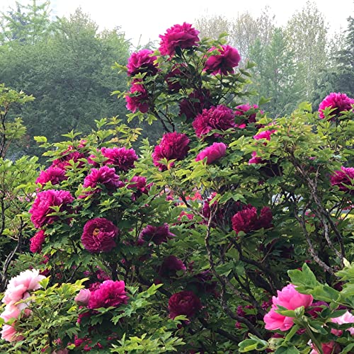 Saterkali Stockrosen-Samen, 50 Stück/Beutel, Blumensamen, einfach zu pflanzen, mittlere Bewässerung, gemischte Farbe, Stockrosen-Samen, Pflanzwerkzeug für Balkon Saatgut von Saterkali