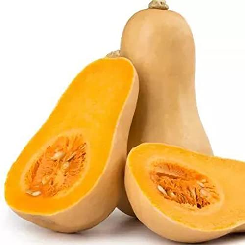 Saterkali Süße Butternut-Kürbis-Samen, 100 Stück süße Butternut-Kürbis-Samen, nahrhafte Gemüsegarten-Bauernhof-Pflanze Butternut-Kürbis-Samen von Saterkali