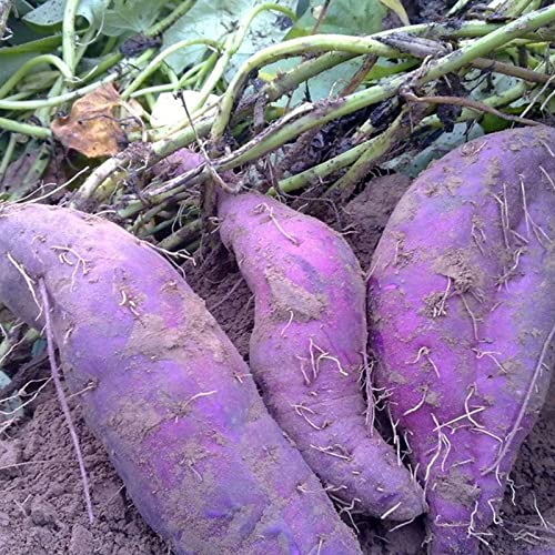Saterkali Süßkartoffelsamen, 50 Stück/Beutel Süßkartoffelsamen Starke Überlebensfähigkeit Erfrischende Lila Kartoffel Einfache Kultivierung von Gemüsesamen für den Garten Lila Süßkartoffel von Saterkali