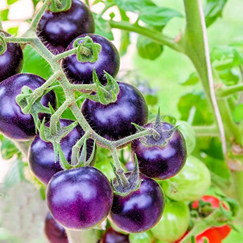 Saterkali Tomatensamen, 100 Stück Pflanzensamen Saftige Klumpenbildung Sichere Natürliche Lila Tomatensamen Gartenbedarf Purple von Saterkali