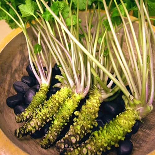 Saterkali Wasabi-Samen für die Gartenbepflanzung, 500 Stück Wasabi-Samen, einfache Keimung, essbares Gartengemüse, Meerrettichsamen, Garten Saatgut von Saterkali