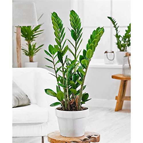 Saterkali Zamioculcas Zamiifolia-Samen, 10 Stück, Bonsai-Palme, Zamioculcas Zamiifolia-Samen, mehrjährige Blumentöpfe, Pflanzgefäße, Innen- und Außendekoration von Saterkali