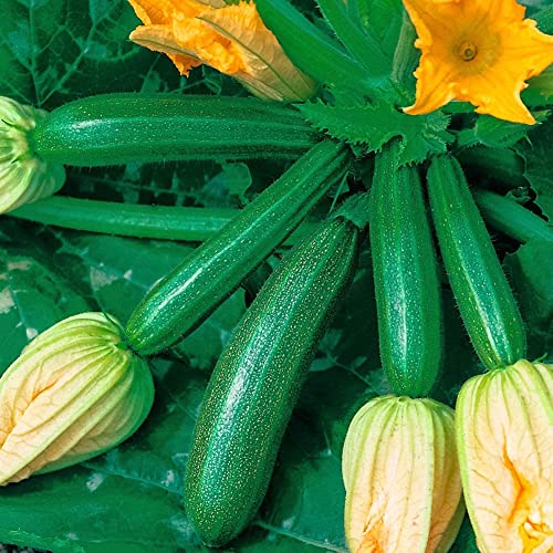 Saterkali Zucchini-Samen, 10 Stück, Klettern, Sommerkürbis, Zucchini-Samen, nahrhafte Gemüsegartenpflanze Zucchini-Samen von Saterkali