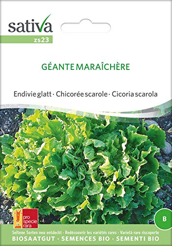 Endivie glatt Géante Maraîchère | Bio-Salatsamen von Sativa Rheinau
