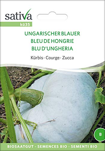 Sativa Rheinau kü35 Kürbis Ungarischer Blauer (Bio-Kürbissamen) von Sativa Rheinau