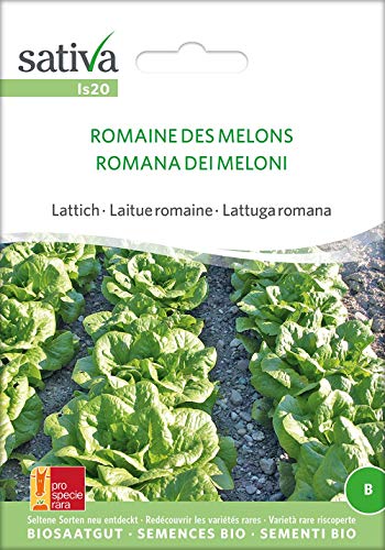 Lattich Romaine Des Melons | Bio-Salatsamen von Sativa Rheinau