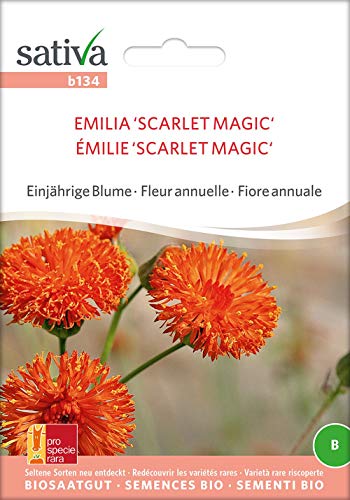 Sativa Rheinau b134 Emilia 'Scarlet Magic' (Bio-Emiliasamen) von Sativa Rheinau