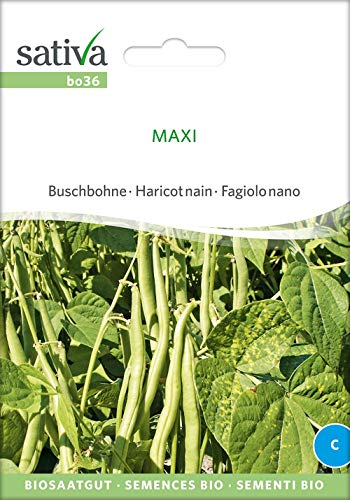 Sativa Rheinau bo36 Buschbohne Maxi (Bio-Buschbohnensamen) von Sativa Rheinau