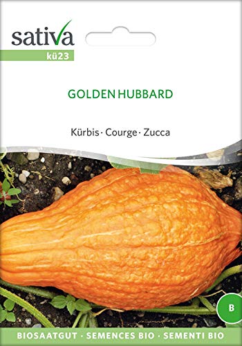 Sativa Rheinau kü23 Kürbis Golden Hubbard (Bio-Kürbissamen) von Sativa Rheinau