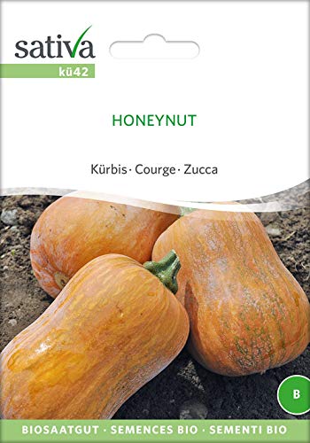 Sativa Rheinau kü42 Kürbis Honeynut (Bio-Kürbissamen) von Sativa Rheinau
