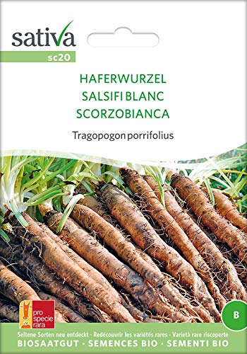 Sativa Rheinau sc20 Tragopogon porrifolius Haferwurzel (Bio-Haferwurzelsamen) von Sativa Rheinau