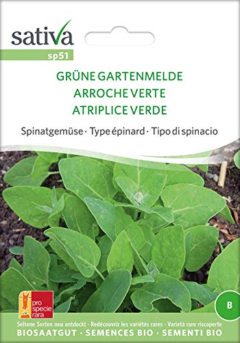 Sativa Rheinau sp51 Spinatgemüse Grüne Gartenmelde (Bio-Spinatsamen) von Sativa Rheinau