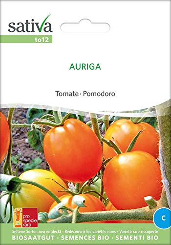 Sativa Rheinau to12 Tomate Auriga (Bio-Tomatensamen) von Sativa Rheinau