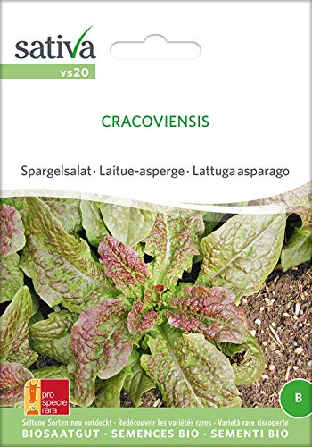 Sativa Rheinau vs20 Spargelsalat Cracoviensis (Bio-Spargelsalatsamen) von Sativa Rheinau