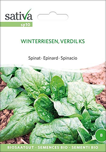 Spinat Winterriesen, Verdil Ks | Bio-Spinatsamen [MHD 12/2018] von Sativa Rheinau
