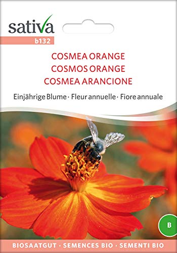 Cosmea Orange | Bio-Cosmeasamen von Sativa