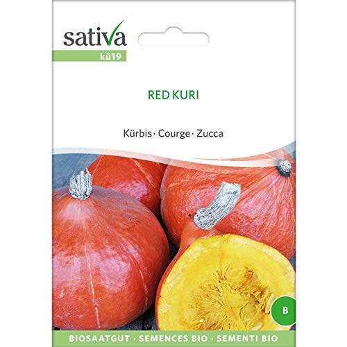 Sativa Saatgut Kürbis RED KURI von Sativa