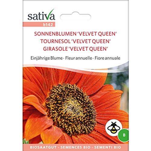 Sativa Saatgut Sonnenblume 'Velvet Queen' von Sativa