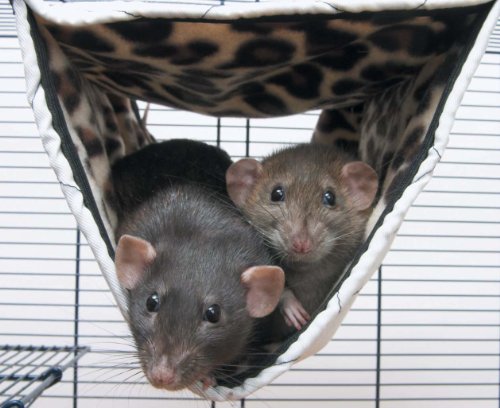 Savic Relax de Luxe Tube Tunnel-Hängematte für Ratten und Frettchen, mittelgroß, 31 x 24 x 24 cm Savic Relax de Luxe Tube Tunnel-Hängematte für Ratten und Frettchen, mittelgroß, 31 x 24 x 24 cm von Savic