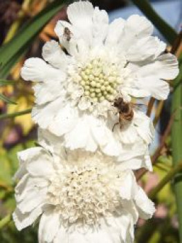 Große Skabiose 'Alba', Scabiosa caucasica 'Alba', Topfware von Scabiosa caucasica 'Alba'