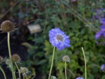 Große Skabiose 'Blauer Atlas', Scabiosa caucasica 'Blauer Atlas', Topfware von Scabiosa caucasica 'Blauer Atlas'