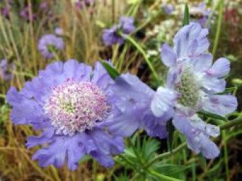 Große Skabiose 'Clive Greaves', Scabiosa caucasica 'Clive Greaves', Topfware von Scabiosa caucasica 'Clive Greaves'