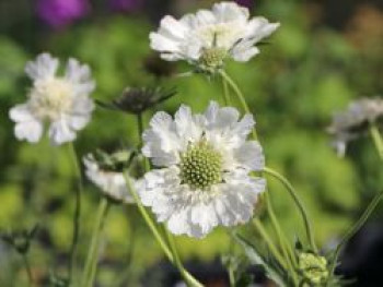 Skabiose 'Perfecta Alba', Scabiosa caucasica 'Perfecta Alba', Topfware von Scabiosa caucasica 'Perfecta Alba'