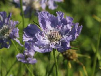 Skabiose 'Perfecta', Scabiosa caucasica 'Perfecta', Topfware von Scabiosa caucasica 'Perfecta'
