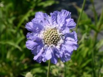 Witwenblume / Skabiose 'Stäfa', Scabiosa caucasica 'Stäfa', Topfware von Scabiosa caucasica 'Stäfa'