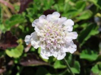 Tauben-Skabiose 'Kudo White', Scabiosa columbaria 'Kudo White', Topfware von Scabiosa columbaria 'Kudo White'