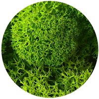 Cladonia Rentier Moos Gereinigt Fin Mix Farbe Wand Cladonia Rentier Moos Gereinigt Fin Mix Farbe Wand von ScandynavianMoss